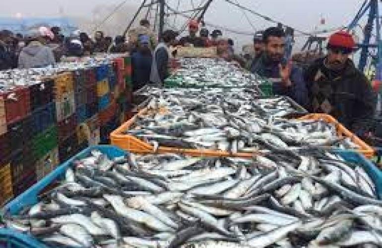 خسائر الصيد الجائر في اليمن يصل إلى هذا الرقم المهول!! تفاصيل