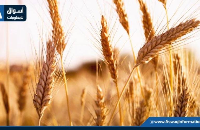 أسعار القمح تصحح مسارها وتنهي تعاملات شيكاغو في المنطقة الخضراء
