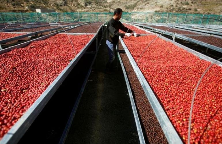 محاولات لإحياء مجد البن اليمني في ظل صعوبات اقتصادية!!