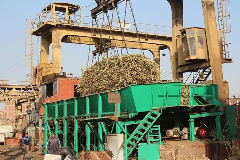 خسارة 3.5 مليار.. مصنع أبوقرقاص المصري يتوقف عن إنتاج قصب السكر لأول مرة منذ 155 عامًا