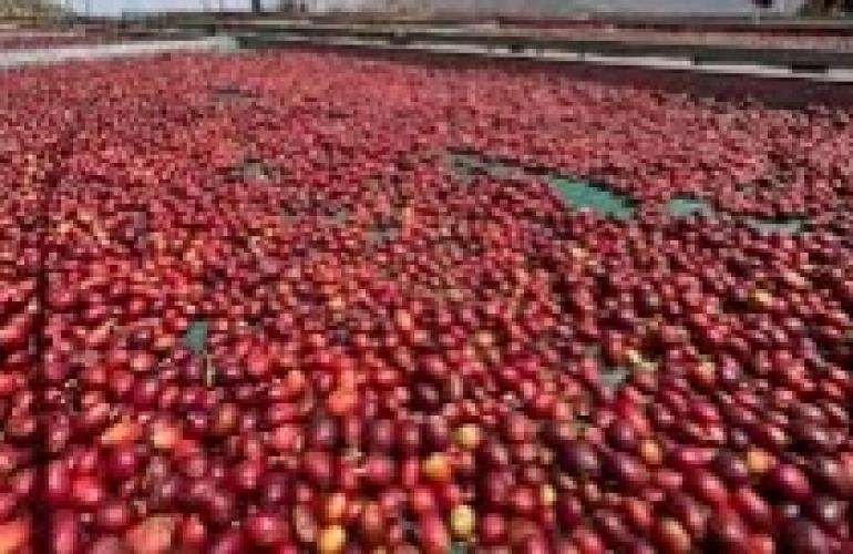 غالب الحرازي: نحن بصدد انشاء أكبر تسويق للبن محلياً وعالميا