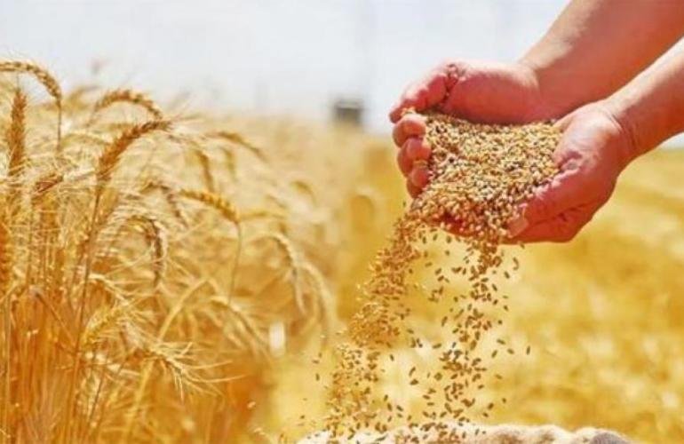 من قمة الصعود إلى قاع التراجع: القمح يواجه أطول موجة خسائر منذ ثلاثة عقود