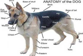 anatomy-of-the-dog